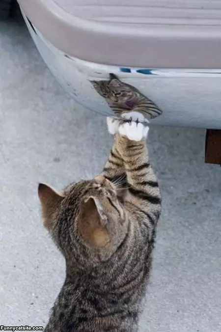 Who Is That Cat