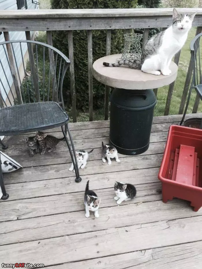 The Kitten Deck