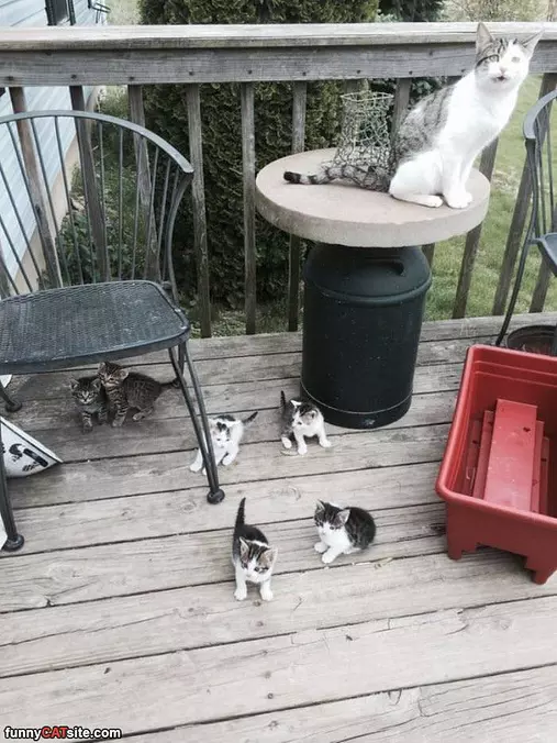 The Kitten Deck