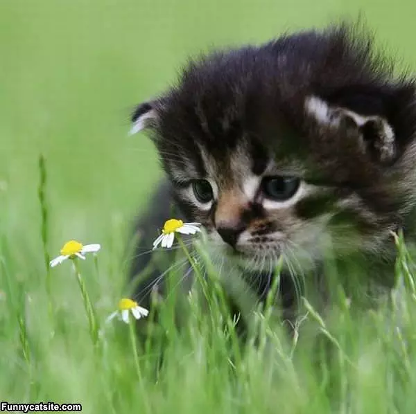 Sad Kitten Is Sad