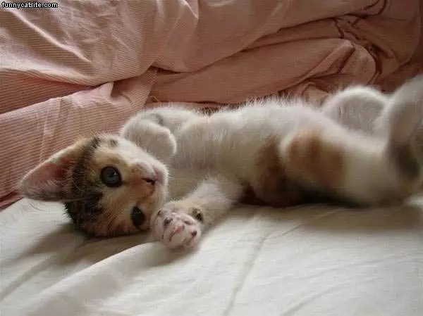 Relaxin Kitten