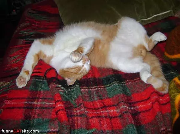 I Sleep How I Want