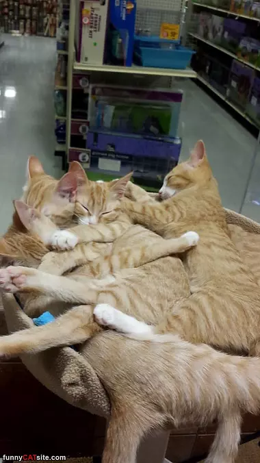 Bundle Of Cats
