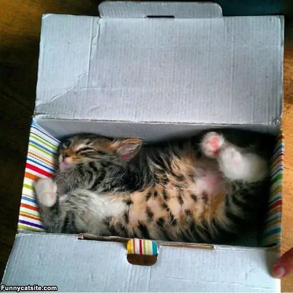 Ship Me Like This