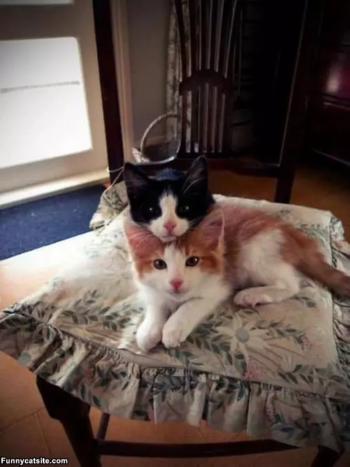Stacking Cute Kittens
