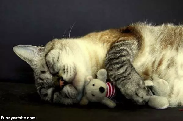 My Sleeping Toy