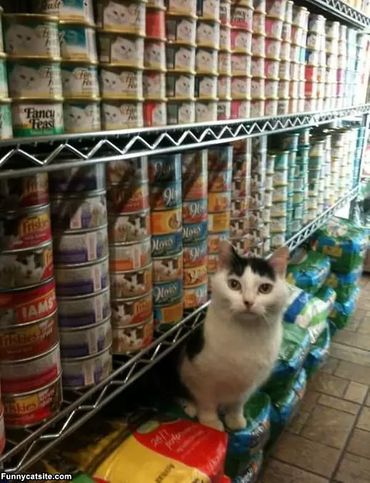 I Loves The Foods