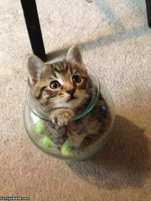 I Has A Jar