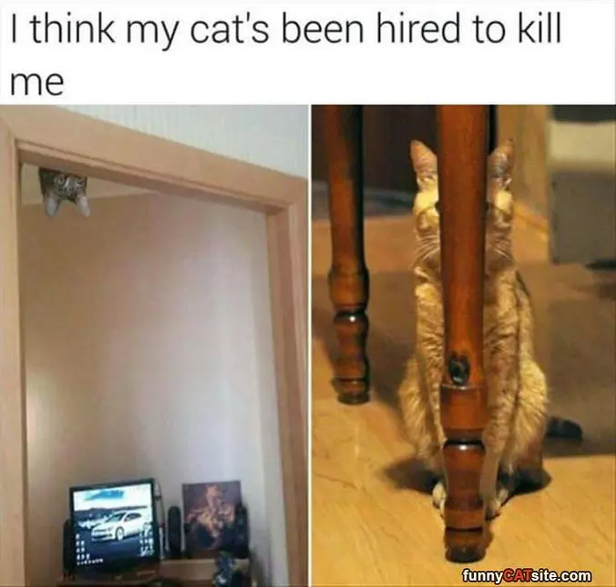My Cat Is An Assassin