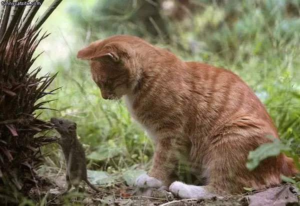 Just Watching