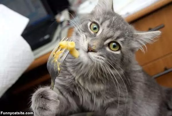 Mac And Cheese