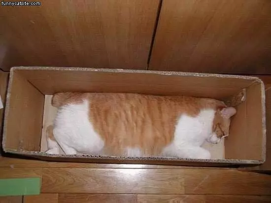 Box Cat