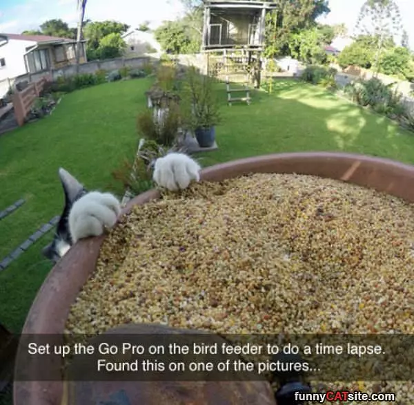 Gopro Bird Feeder