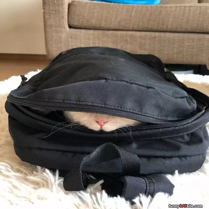 In The Bag Guys