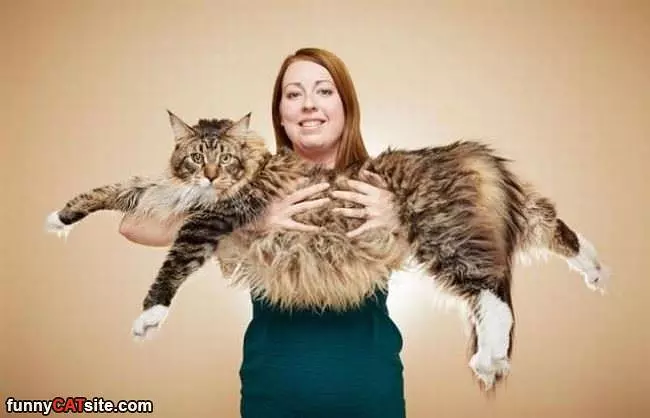 My Big Fluffy Cat
