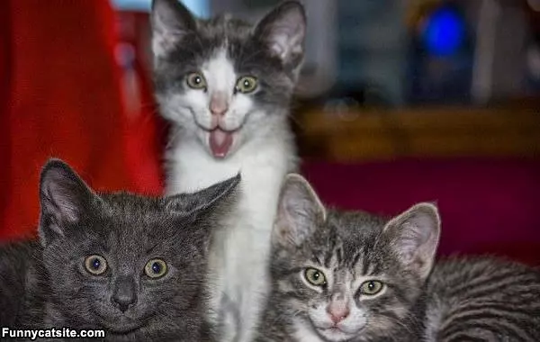 Weird Cat Face