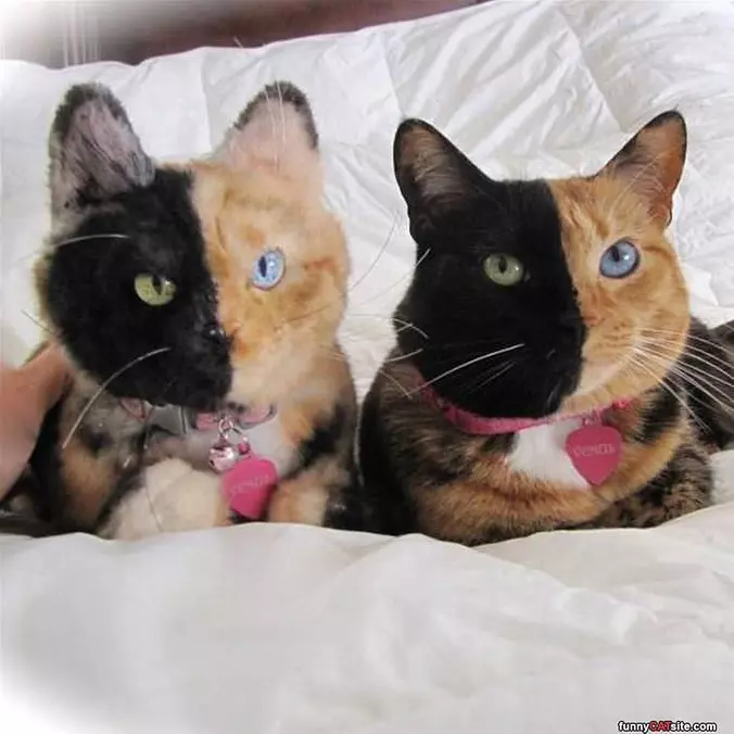 The Two Faces
