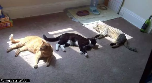 Cats In The Warm Spot