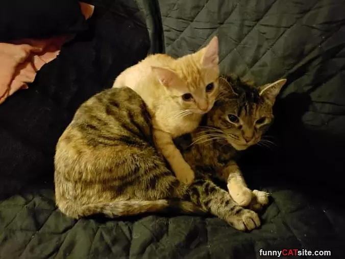 We Like To Share