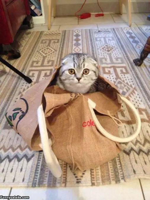 In The Bag