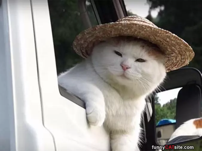 Awesome Hat