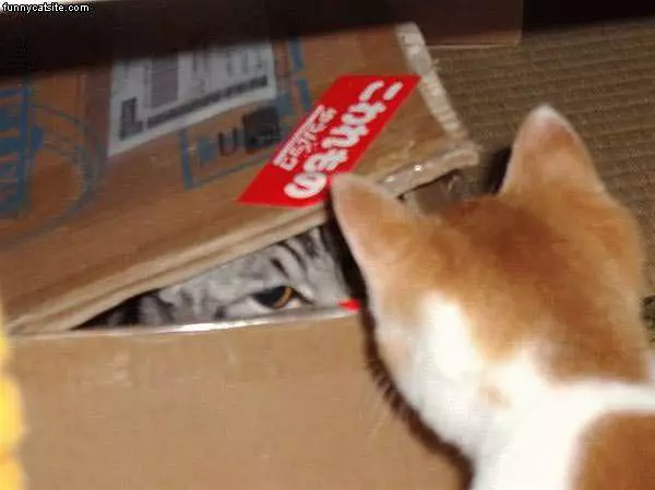 Cat In A Box
