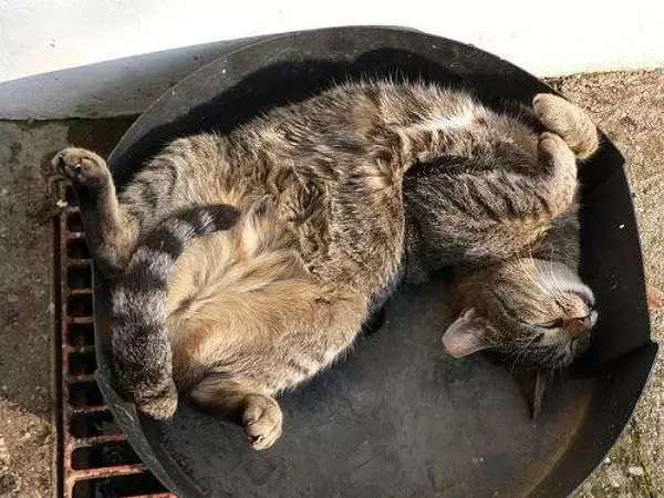 Im Sleeping