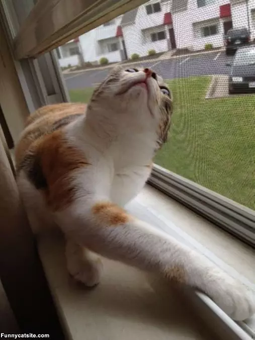Darn Window In My Way