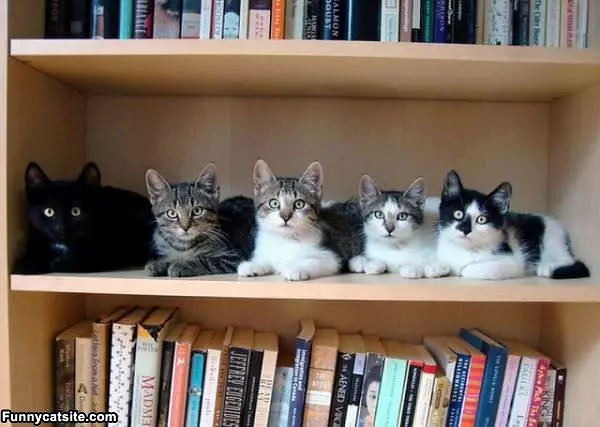 The Cat Helf