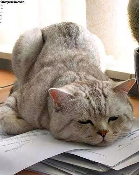 Too Much Paperwork