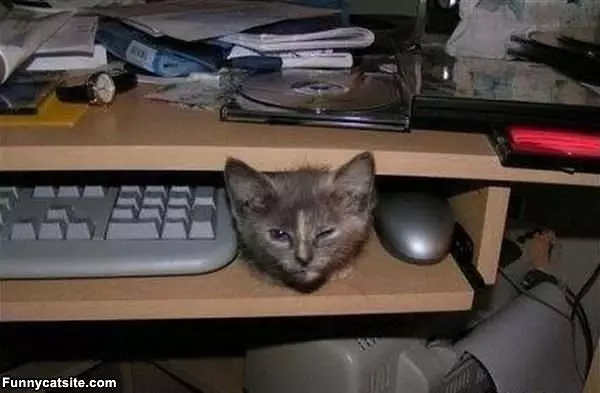 Caught The Mouse