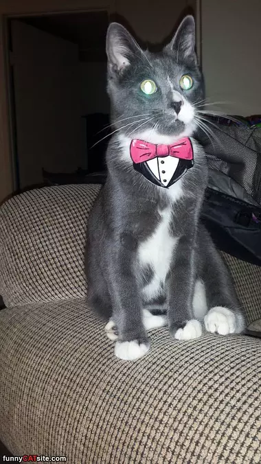 Bowtie