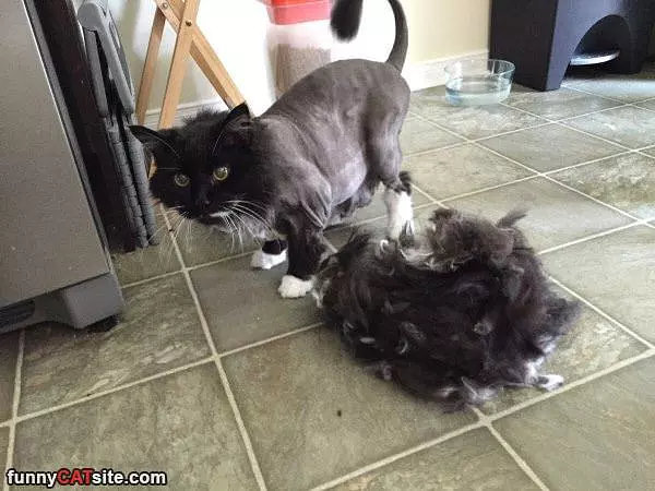 All My Fur
