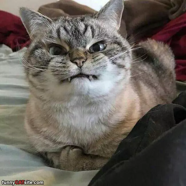 Grrrr