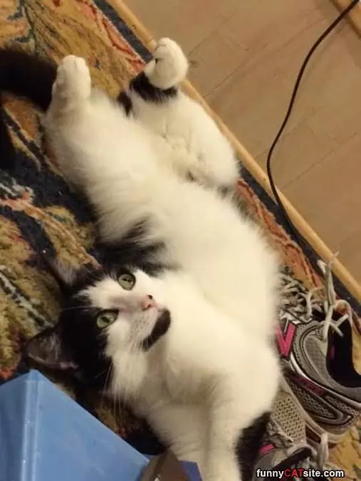 Pet Me Human
