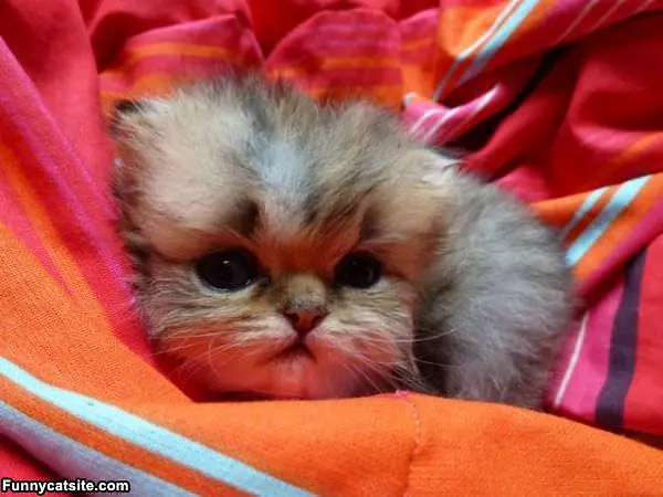 Snuggled Up