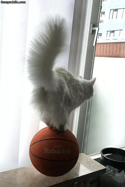 Balance