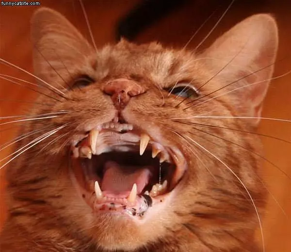 Mad Cat
