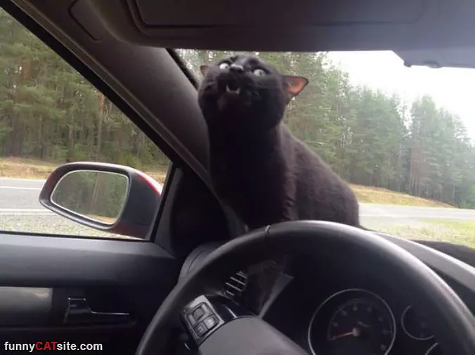 Rarrrrwwrrr