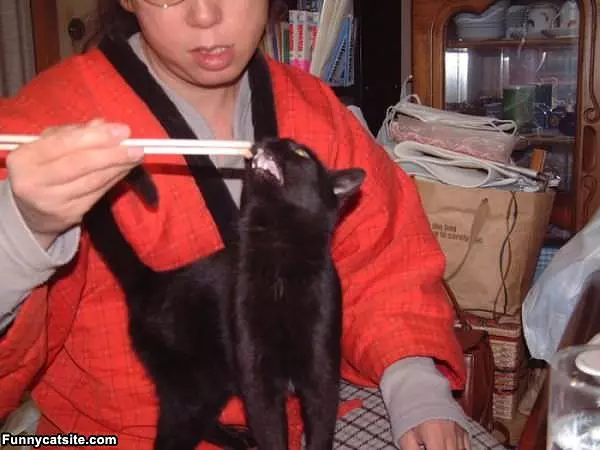 Little Nom