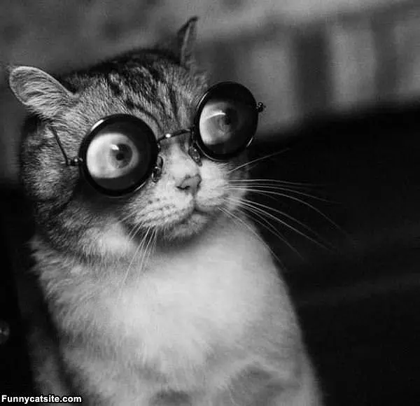 Crazy Cat Eyes