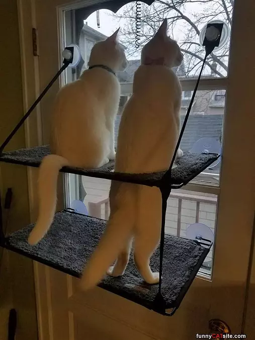 I Need A Taller Seat