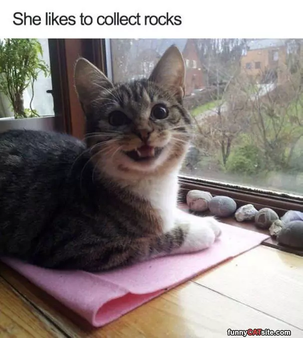 Rock Collector