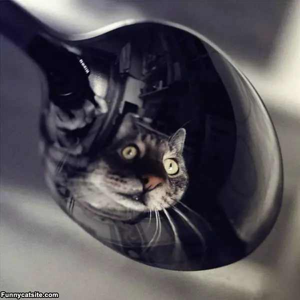 Reflection