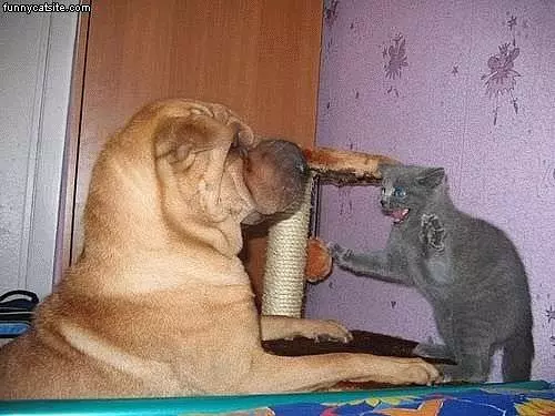 Cat Attacks Dog