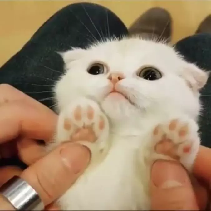 Meowwsss