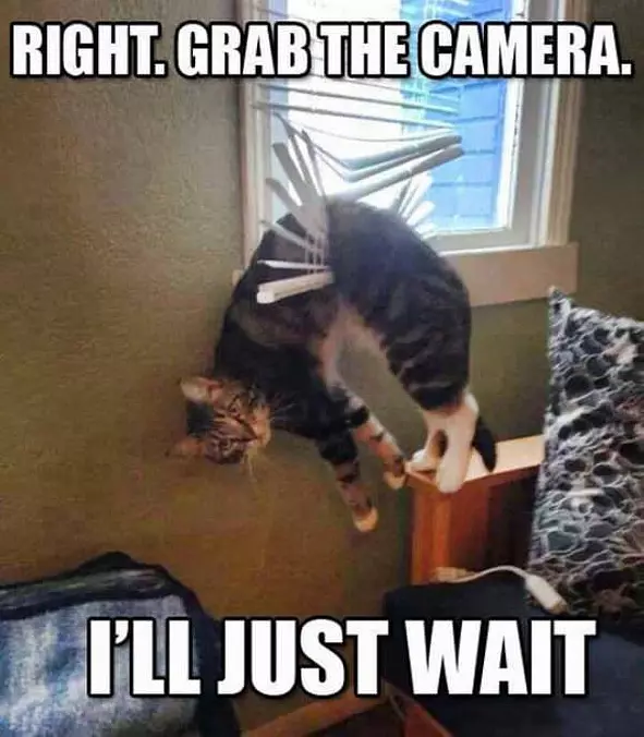I Will Just Wait
