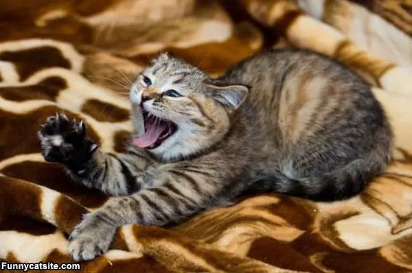 Rawr Rawr Rawr