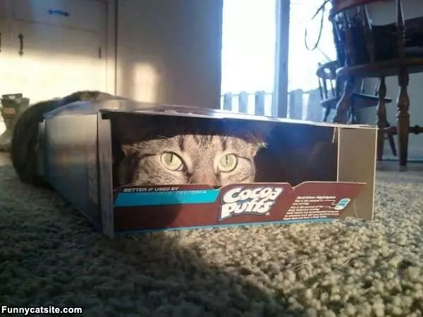 Protecting Cocoa Puffs