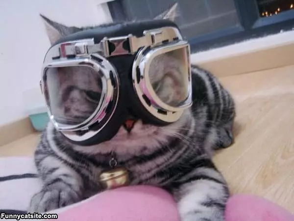 Ski Cat